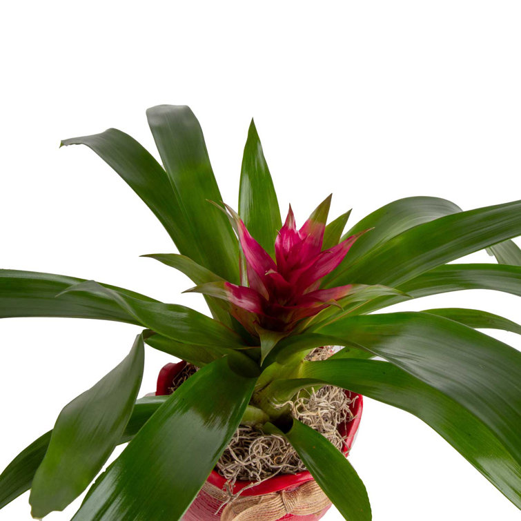 Costa Farms Bromeliad Plant In Ceramic Planter Reviews Perigold